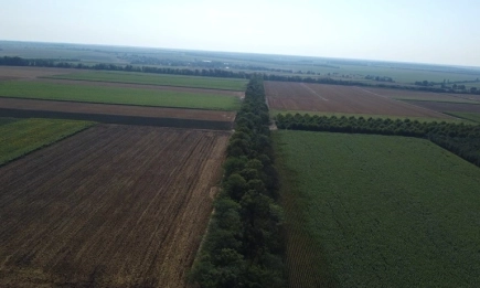 Поясите намаляват ветровата ерозия, поддържат биологичното разнообразие и обогатяват пейзажа