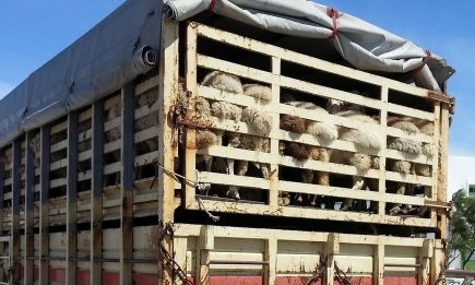 ОДБХ-Кърджали и гранична полиция спряха незаконен превоз на овце на Маказа