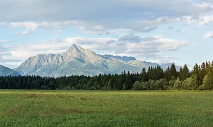 МЗХ стартира прием на заявления за подпомагане по интервенцията за опазване на горските екосистеми