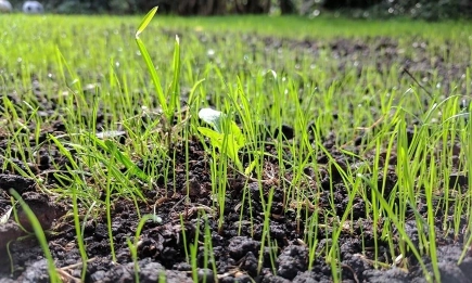 Покривни култури – пътят към по-здрава почва и устойчиво земеделие