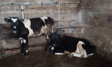 БАБХ затвори две кланици заради тежки нарушения и нелегална дейност