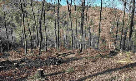 Горски инспектори от РДГ– Пазарджик разкриха 219 броя незаконно отсечени дървета - дъб, габър и бук, в местността Кюпа, землището на с. Семчиново, община Септември