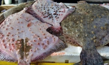 Квотата на България за улов на калкан в Черно море се увеличава с 10%