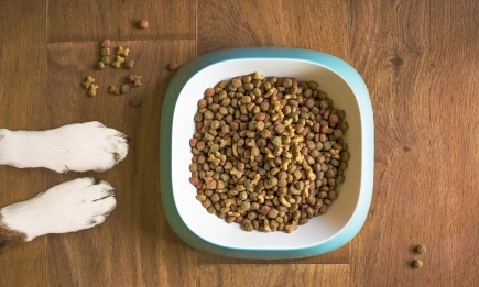 Лондон разреши употребата на лабораторно месо в храна за домашни любимци