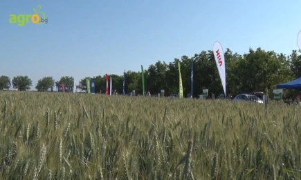 Баритон® Супер и Децис® 100 ЕК – за есенно обеззаразяване на семена