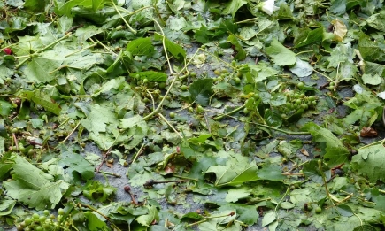 ДФЗ изплати над 3,2 млн. евро на фермери за щети от природни бедствия през 2025 г.