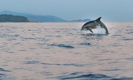 България въвежда нови насоки за опазване на делфините в Черно море