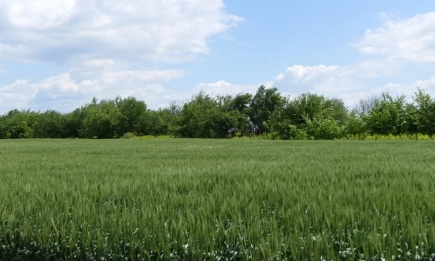 Защо са важни финалните растителнозащитни пръскания при зърнено-житни култури?