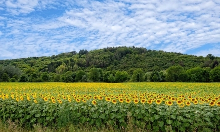 ЕК очаква спад на реколтата от слънчоглед в ЕС с 650 хил. тона