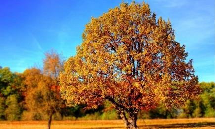 Валежи със стопанско значение не се очакват – задълбочава се сушата в Южна България