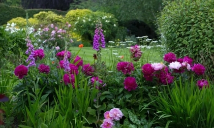 Божурите – великолепни и дълготрайни цветя с вечна елегантност