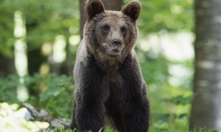 Защо мечките се приближават до населени места?