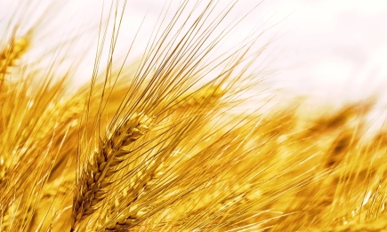 Световните запаси от пшеница се свиват с 1,25 млн. тона