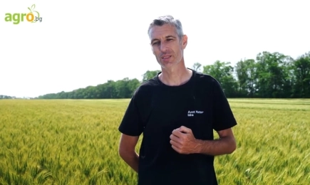 Новата пшеница LID Макумба на Лидеа: Адаптивен сорт, с много висок потенциал за добив и с изключителна толерантност на черно кореново гниене