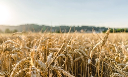 Предлага се голямо количество хлебна пшеница на 650,00 лв./тон