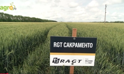 Сакраменто, Рубиско и новите звезди на RAGT в Добруджа