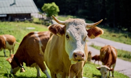 Над 34 000 евро за животновъди и пчелари, пострадали от природни бедствия през 2025 г.
