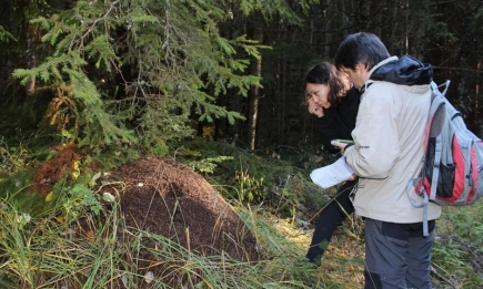 Започна ежегодният мониторинг на вида кафява мечка