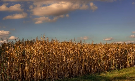 Екстремно високи температури, пролетниците пропадат