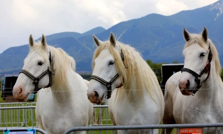 Коне на три планини – пъстър репортаж в Конете на България