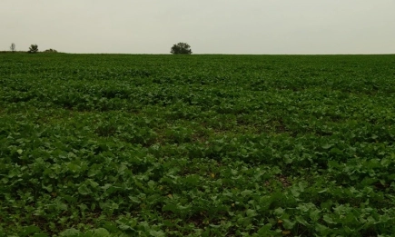 Добри условия за развитие на зимната маслодайна рапица