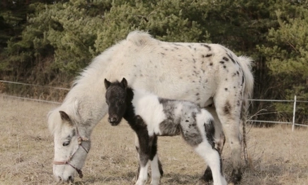 Какво ни поднесоха първите дни на март от света на конете?