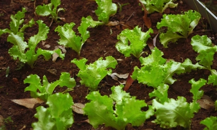 Гореща политическа тема през април 2025 г.: Нов бюджет за ЕС и нова ОСП – какво очаква европейските земеделски стопани?