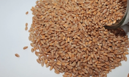 Предлагането на голямо количество хлебна пшеница от стари реколти е на 389,00 лв./т, (198,89 евро/тон)