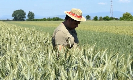 Рекордни добиви от сортовете Набуко и Каронте