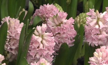 Цветята като съдба: историята на семейство Янакиеви