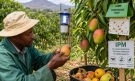 Фермери в Кения намаляват загубите от вредител по мангото и цитрусите