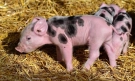 БАБХ спря незаконна продажба на над 150 животни в село Кърналово