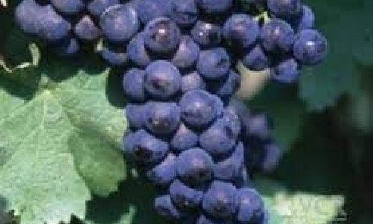 aglianico1_e2dfb63db57f9441f701fd8d73ce1bcf.jpg
