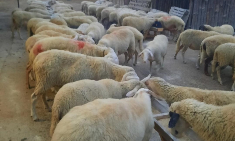 Продавам стадо офце