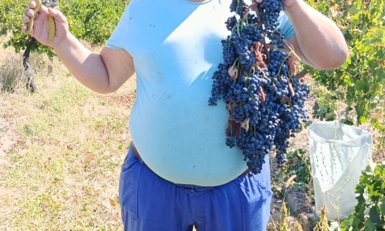 Продавам ГРОЗДЕ сорт мерло